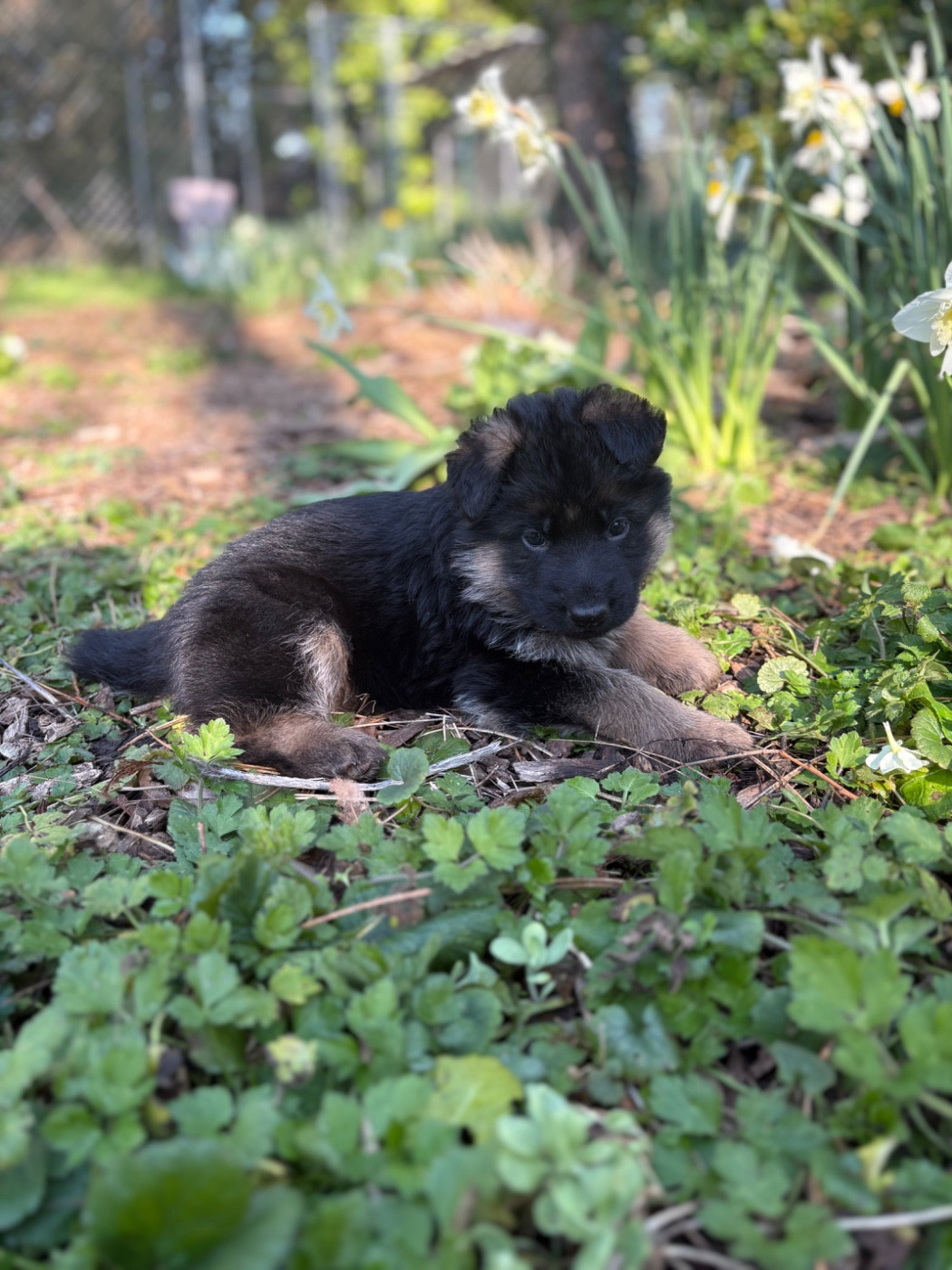 Des Vergers Des Hespérides - Chiots disponibles - Berger Allemand
