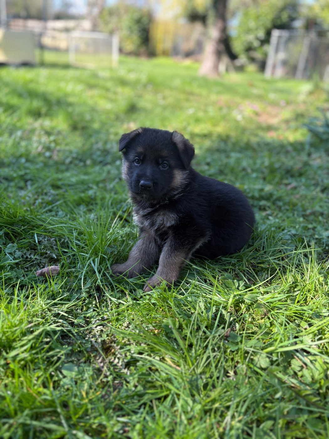 Des Vergers Des Hespérides - Chiots disponibles - Berger Allemand
