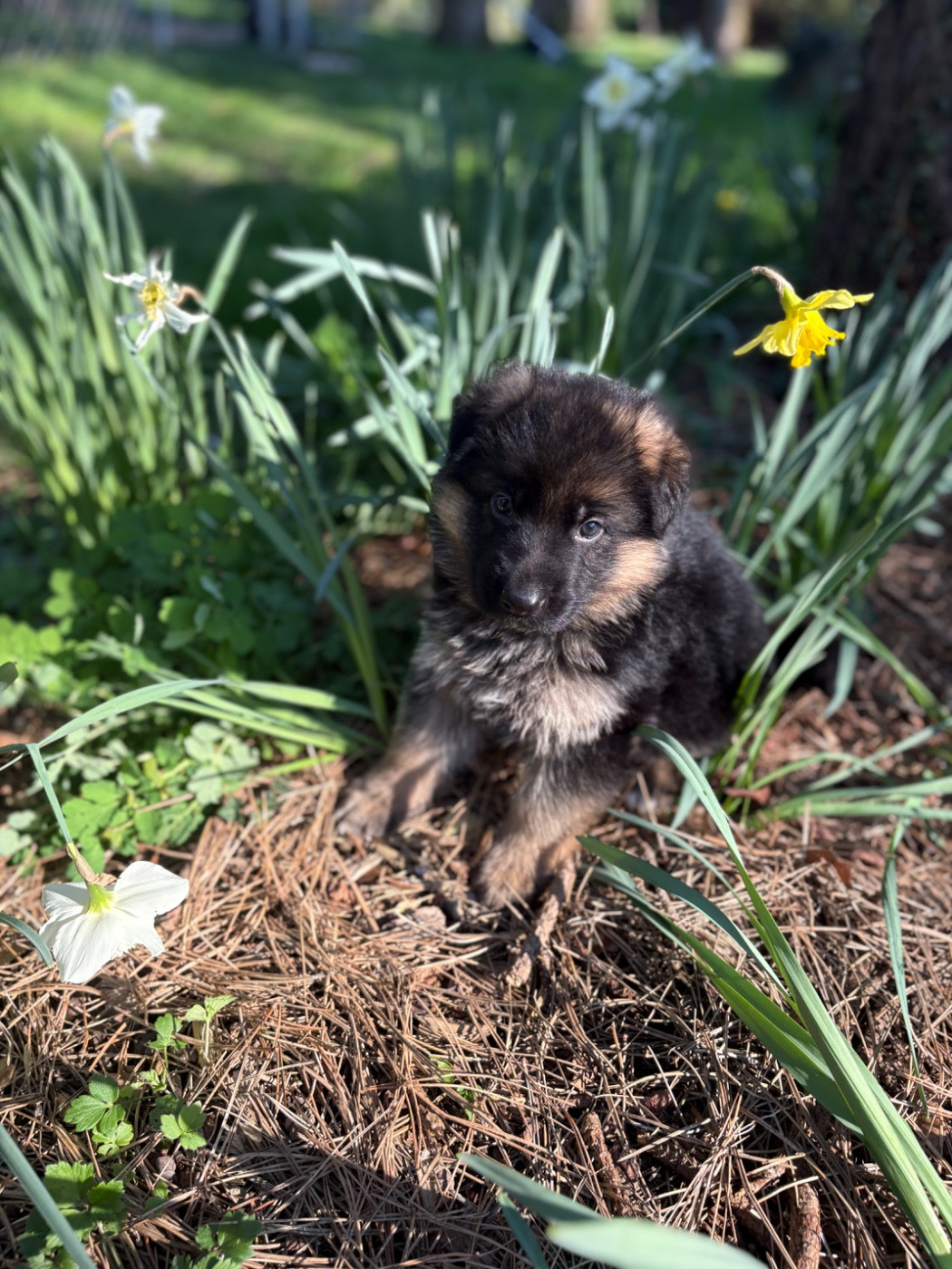 Des Vergers Des Hespérides - Chiots disponibles - Berger Allemand