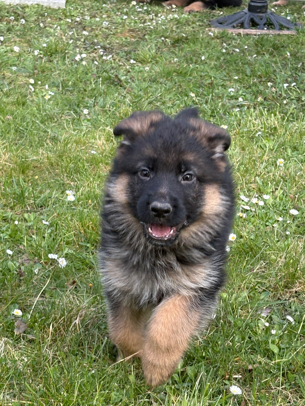 Des Vergers Des Hespérides - Chiots disponibles - Berger Allemand