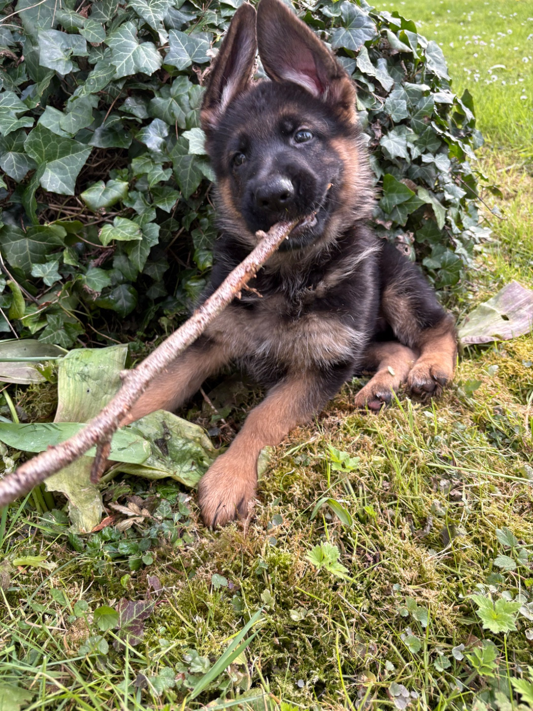 Des Vergers Des Hespérides - Chiots disponibles - Berger Allemand