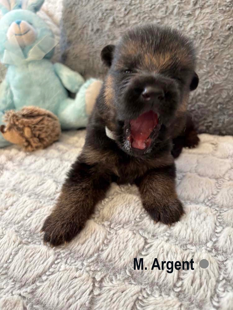 Des Vergers Des Hespérides - Chiots disponibles - Berger Allemand