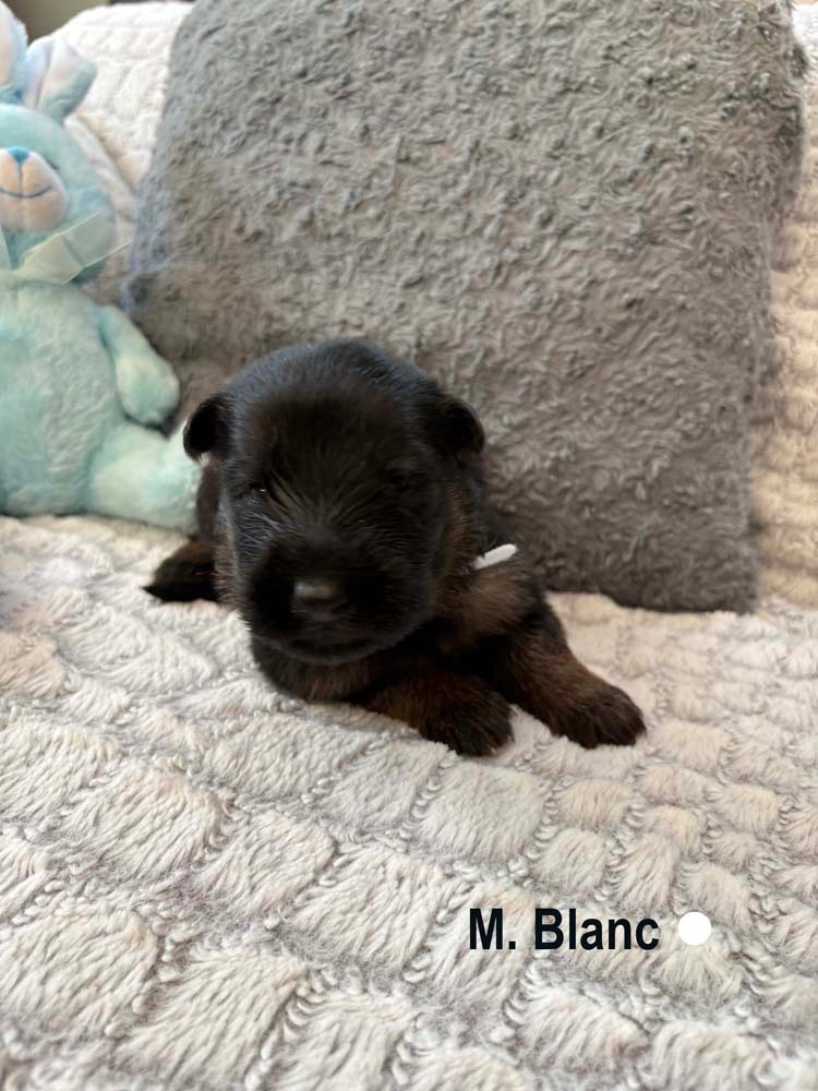 Des Vergers Des Hespérides - Chiots disponibles - Berger Allemand