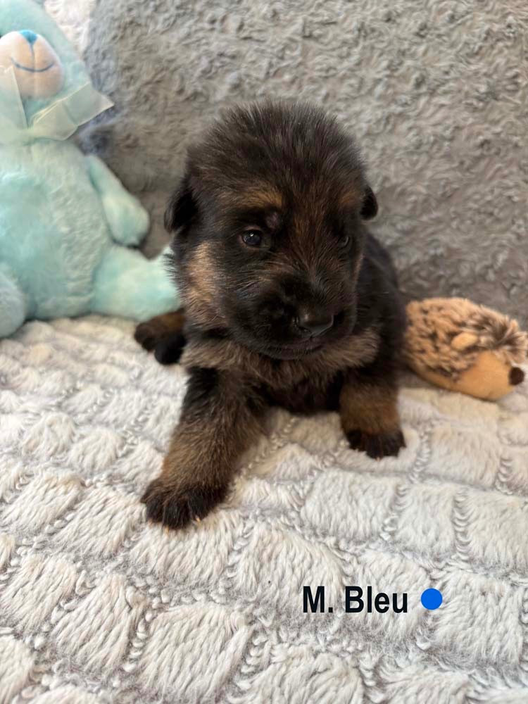 Des Vergers Des Hespérides - Chiots disponibles - Berger Allemand