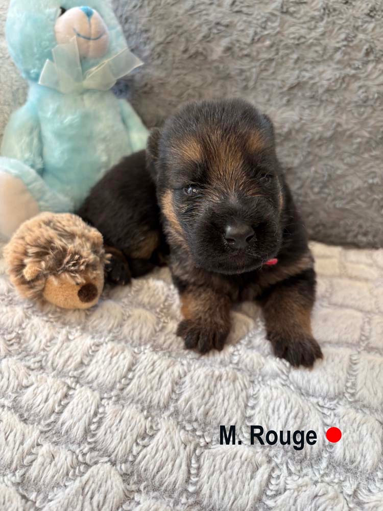 Des Vergers Des Hespérides - Chiots disponibles - Berger Allemand