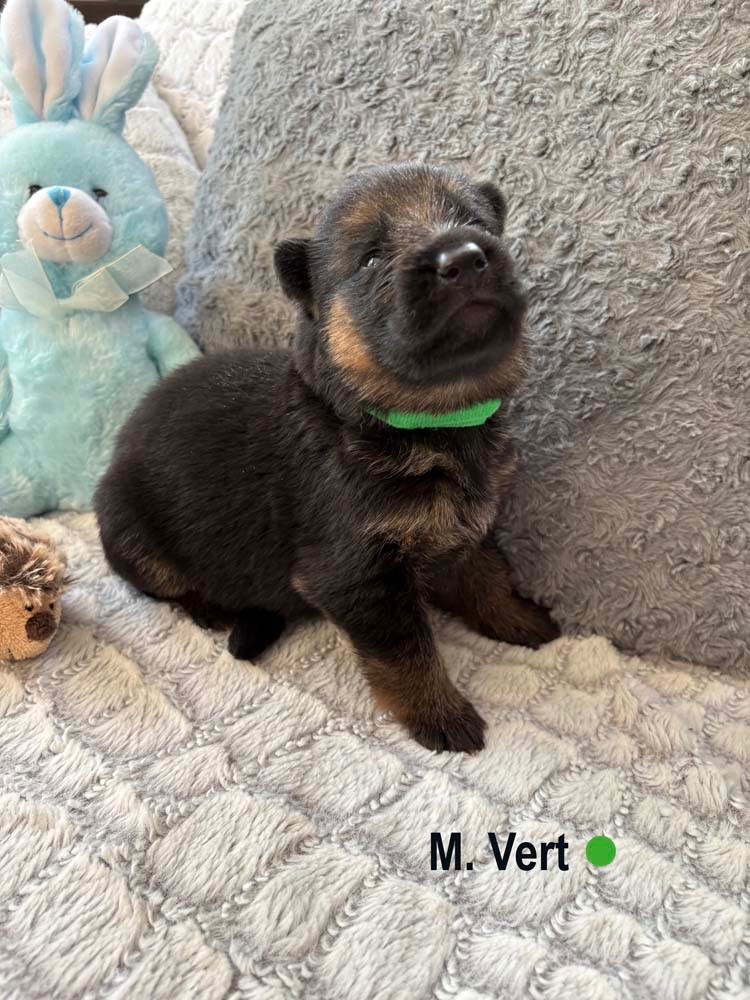 Des Vergers Des Hespérides - Chiots disponibles - Berger Allemand