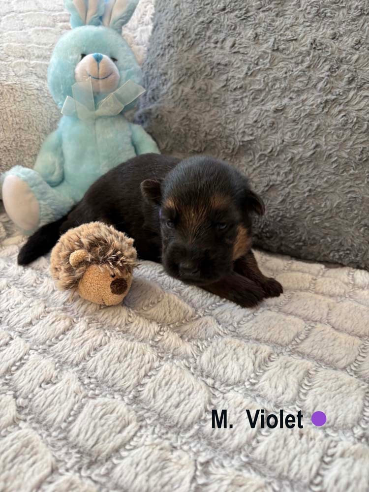 Des Vergers Des Hespérides - Chiots disponibles - Berger Allemand
