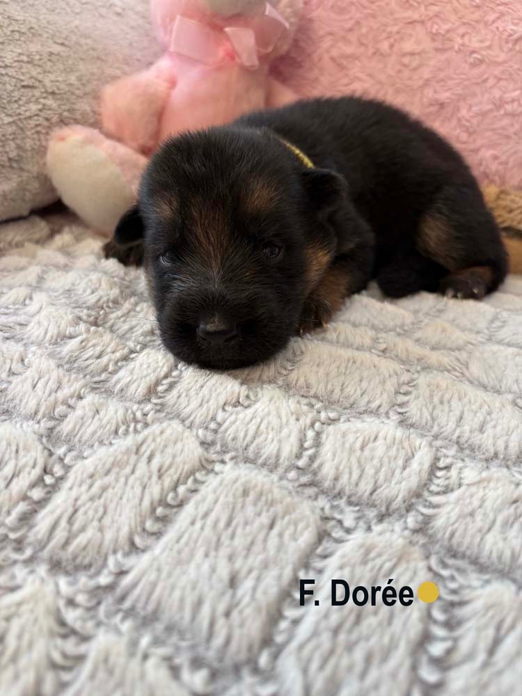 Des Vergers Des Hespérides - Chiots disponibles - Berger Allemand