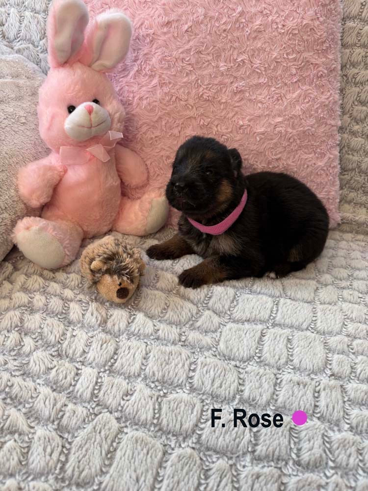Des Vergers Des Hespérides - Chiots disponibles - Berger Allemand
