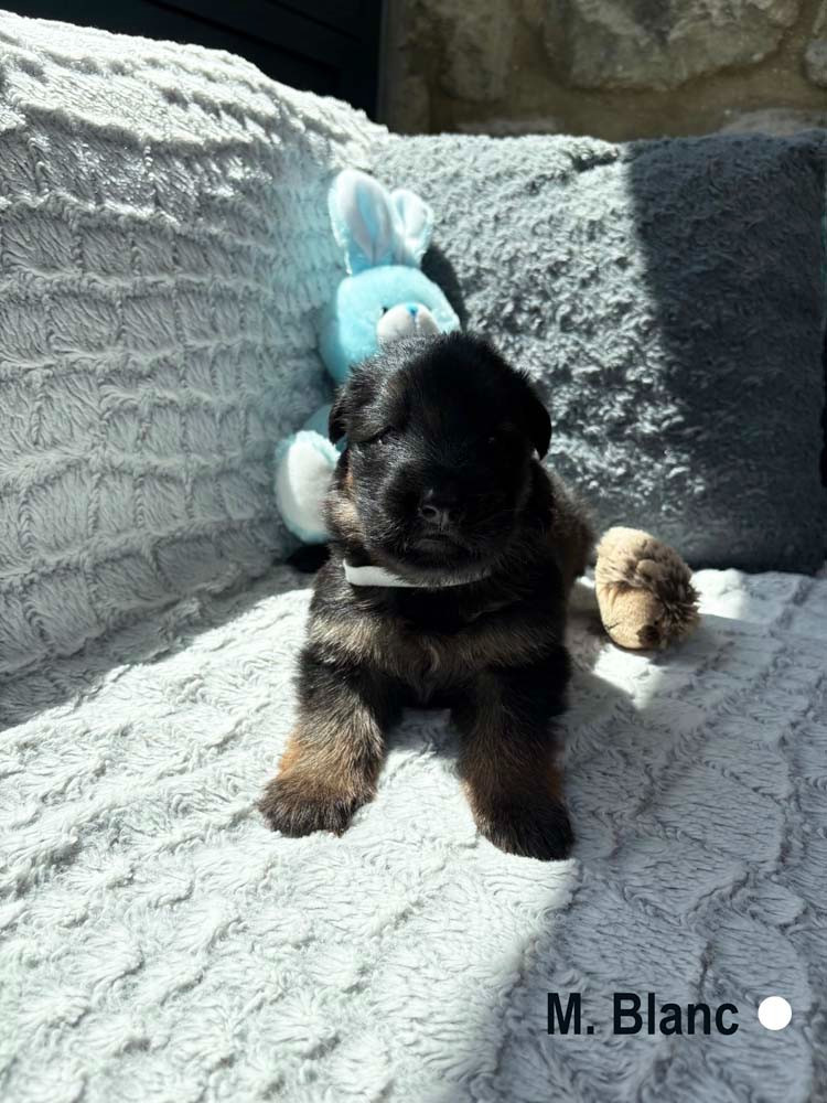 Des Vergers Des Hespérides - Chiots disponibles - Berger Allemand