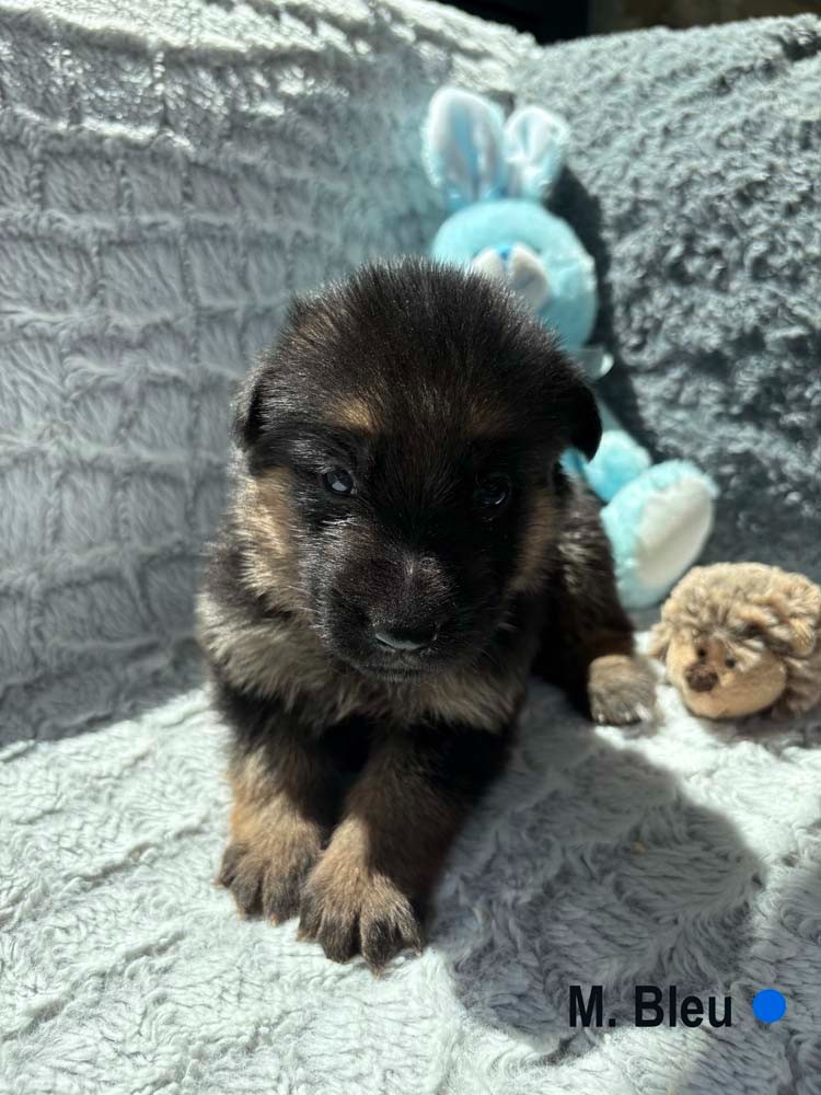 Des Vergers Des Hespérides - Chiots disponibles - Berger Allemand