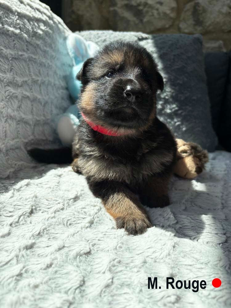 Des Vergers Des Hespérides - Chiots disponibles - Berger Allemand