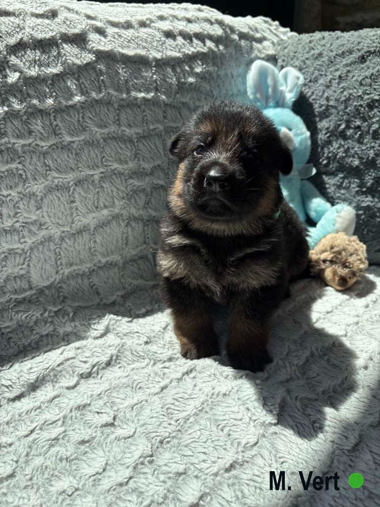 Des Vergers Des Hespérides - Chiots disponibles - Berger Allemand