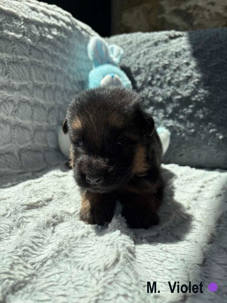 Des Vergers Des Hespérides - Chiots disponibles - Berger Allemand