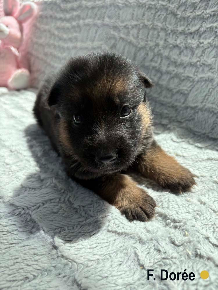 Des Vergers Des Hespérides - Chiots disponibles - Berger Allemand