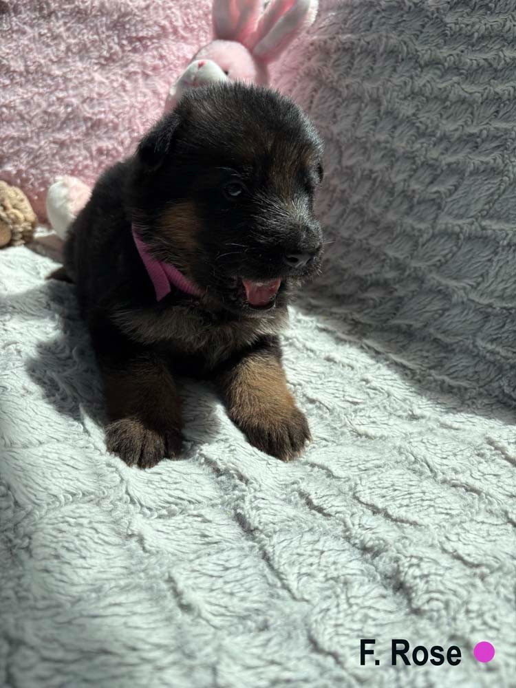 Des Vergers Des Hespérides - Chiots disponibles - Berger Allemand