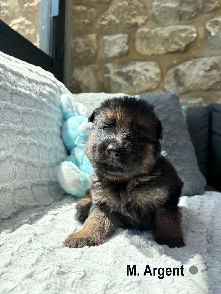 Des Vergers Des Hespérides - Chiots disponibles - Berger Allemand