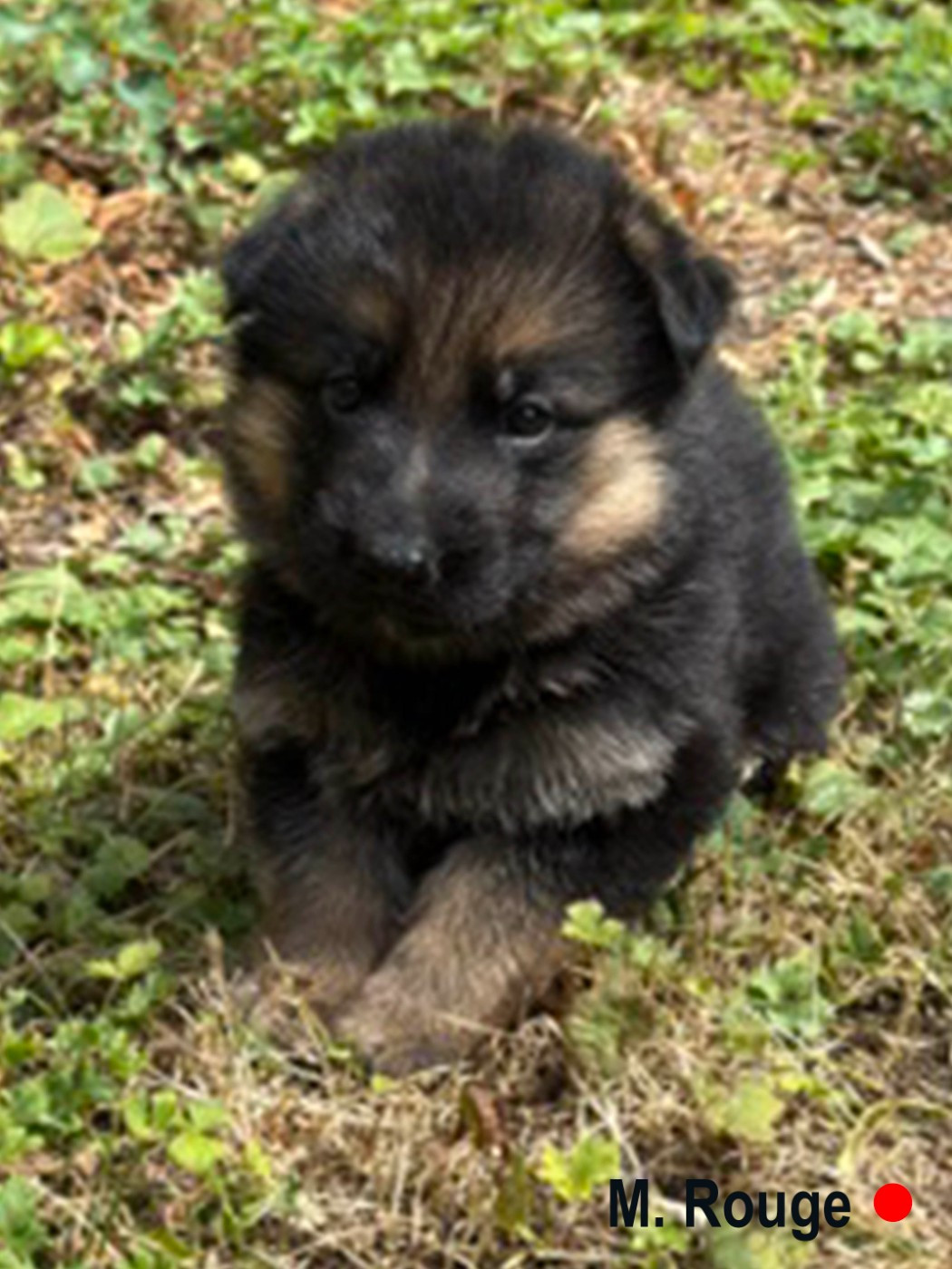Des Vergers Des Hespérides - Chiots disponibles - Berger Allemand