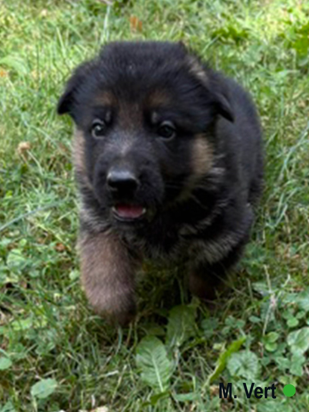 Des Vergers Des Hespérides - Chiots disponibles - Berger Allemand
