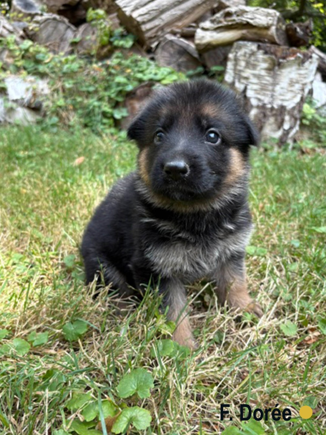 Des Vergers Des Hespérides - Chiots disponibles - Berger Allemand