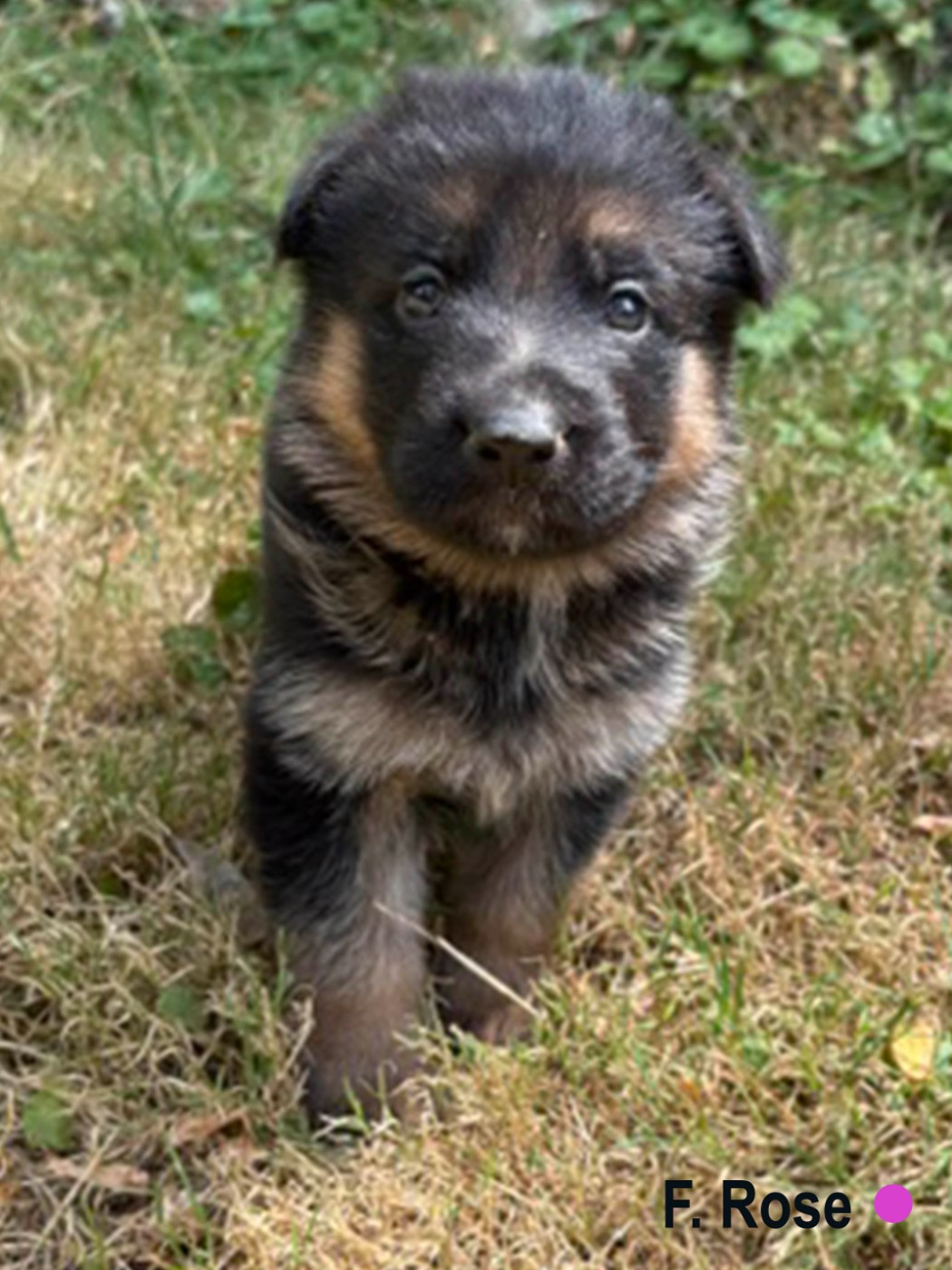 Des Vergers Des Hespérides - Chiots disponibles - Berger Allemand