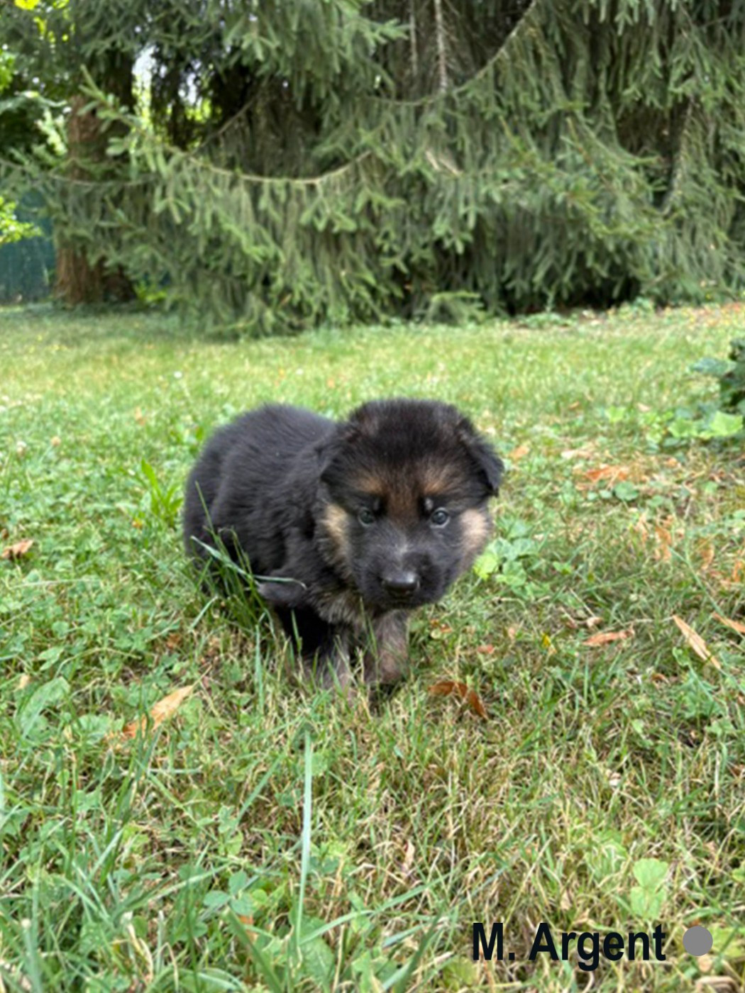 Des Vergers Des Hespérides - Chiots disponibles - Berger Allemand