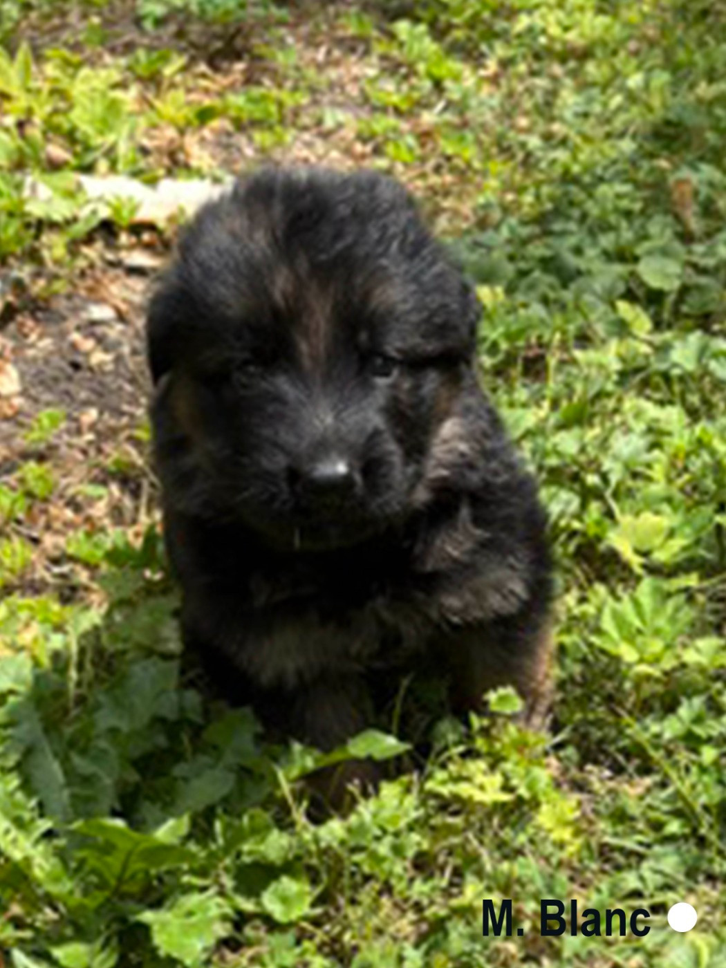 Des Vergers Des Hespérides - Chiots disponibles - Berger Allemand