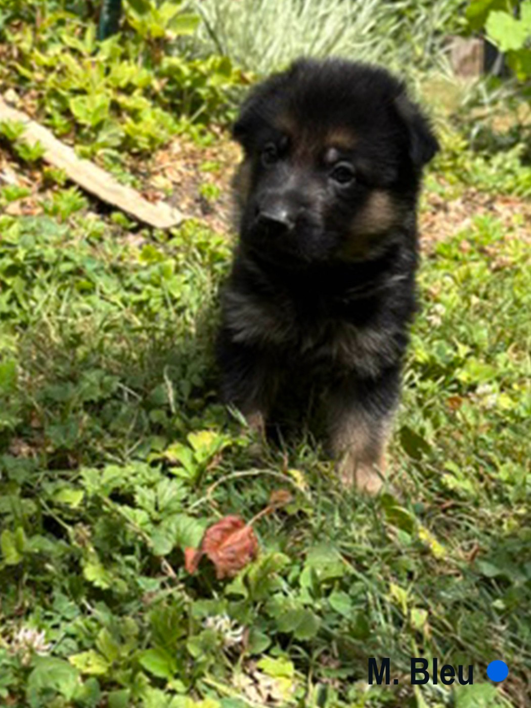 Des Vergers Des Hespérides - Chiots disponibles - Berger Allemand