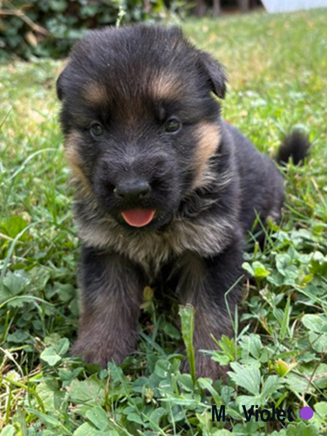 Des Vergers Des Hespérides - Chiots disponibles - Berger Allemand