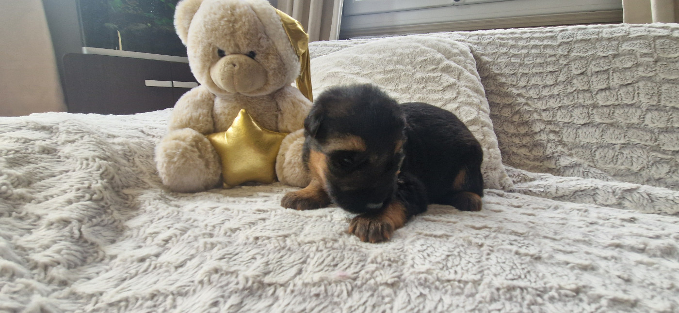 Des Vergers Des Hespérides - Chiots disponibles - Berger Allemand