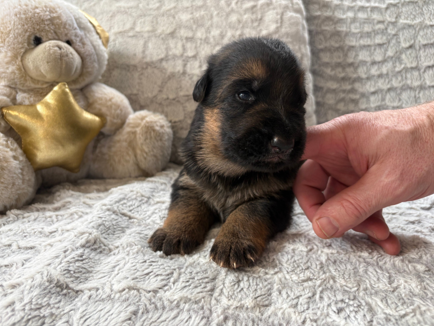 Des Vergers Des Hespérides - Chiots disponibles - Berger Allemand
