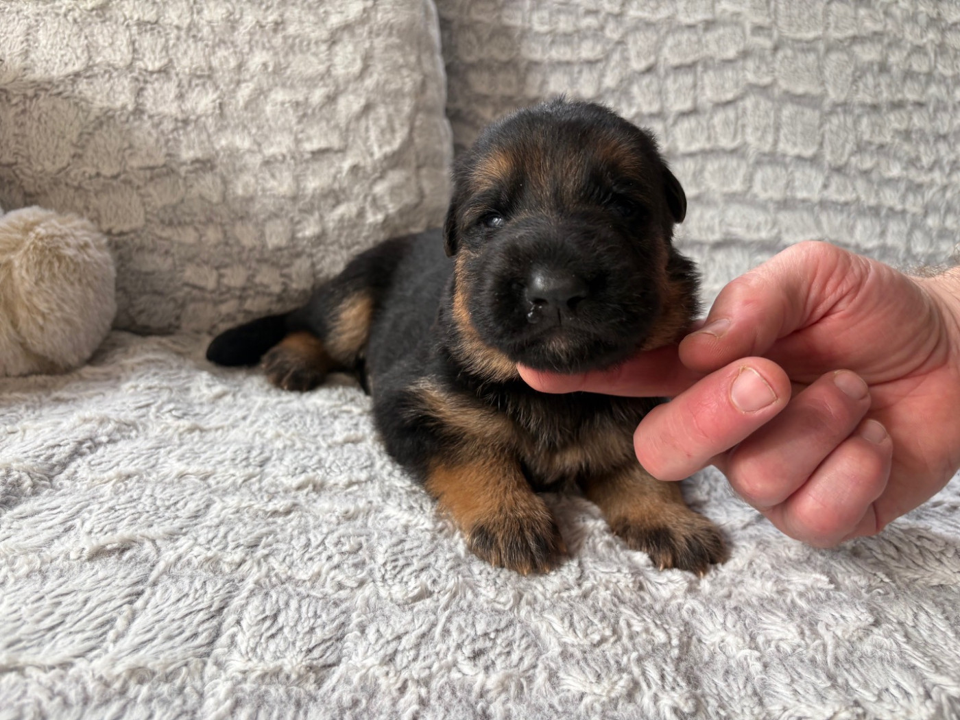 Des Vergers Des Hespérides - Chiots disponibles - Berger Allemand