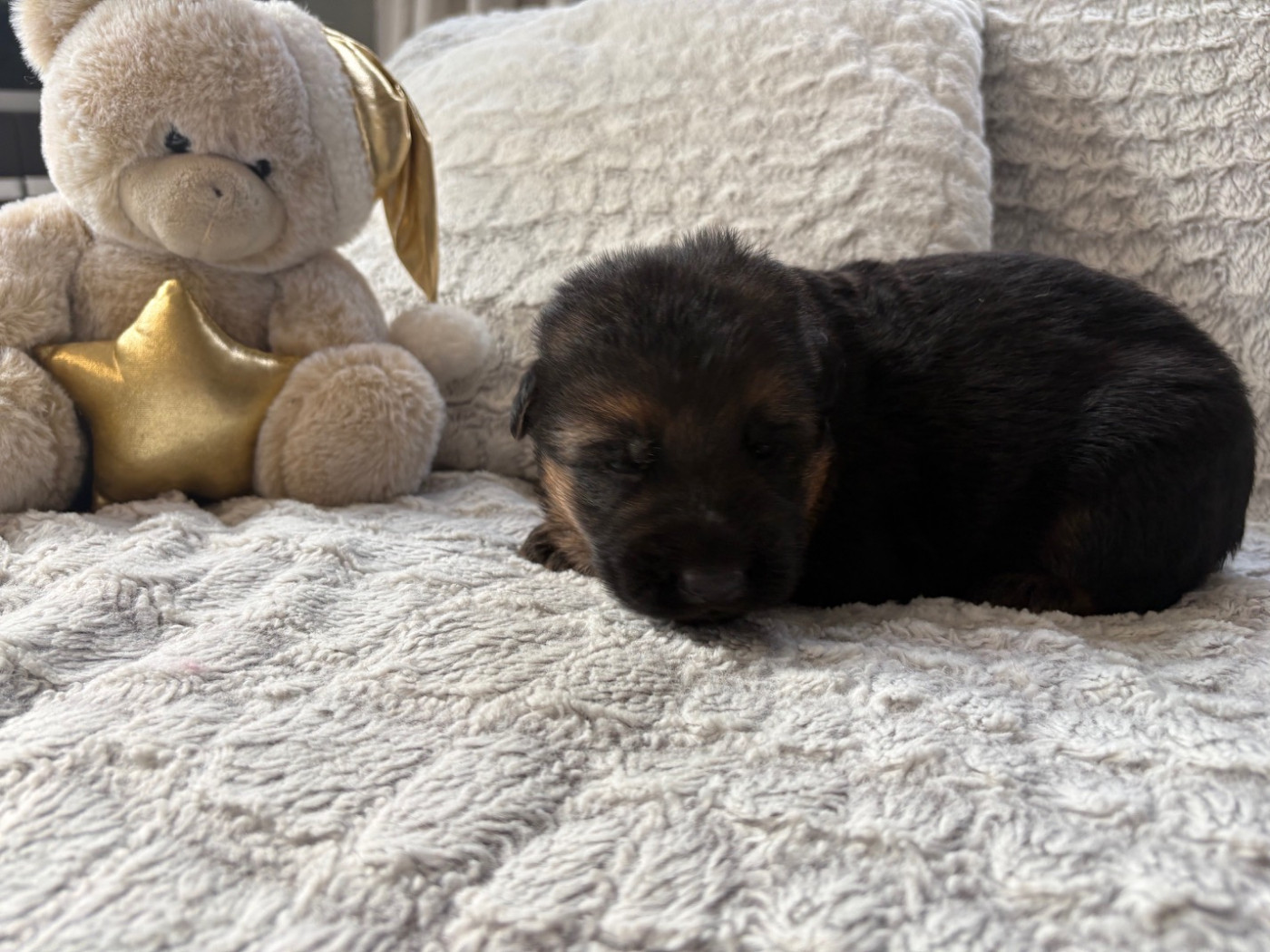 Des Vergers Des Hespérides - Chiots disponibles - Berger Allemand