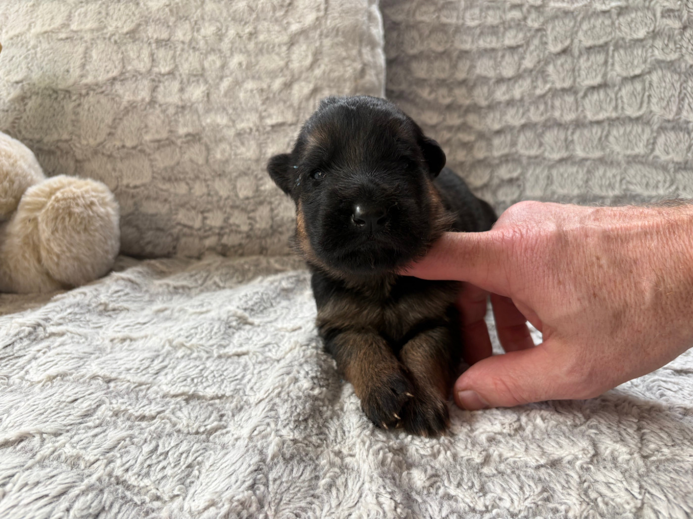 Des Vergers Des Hespérides - Chiots disponibles - Berger Allemand