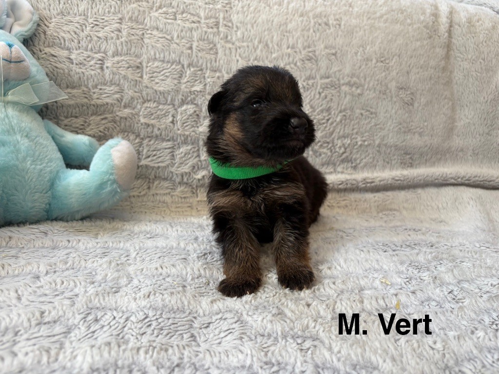 Des Vergers Des Hespérides - Chiots disponibles - Berger Allemand