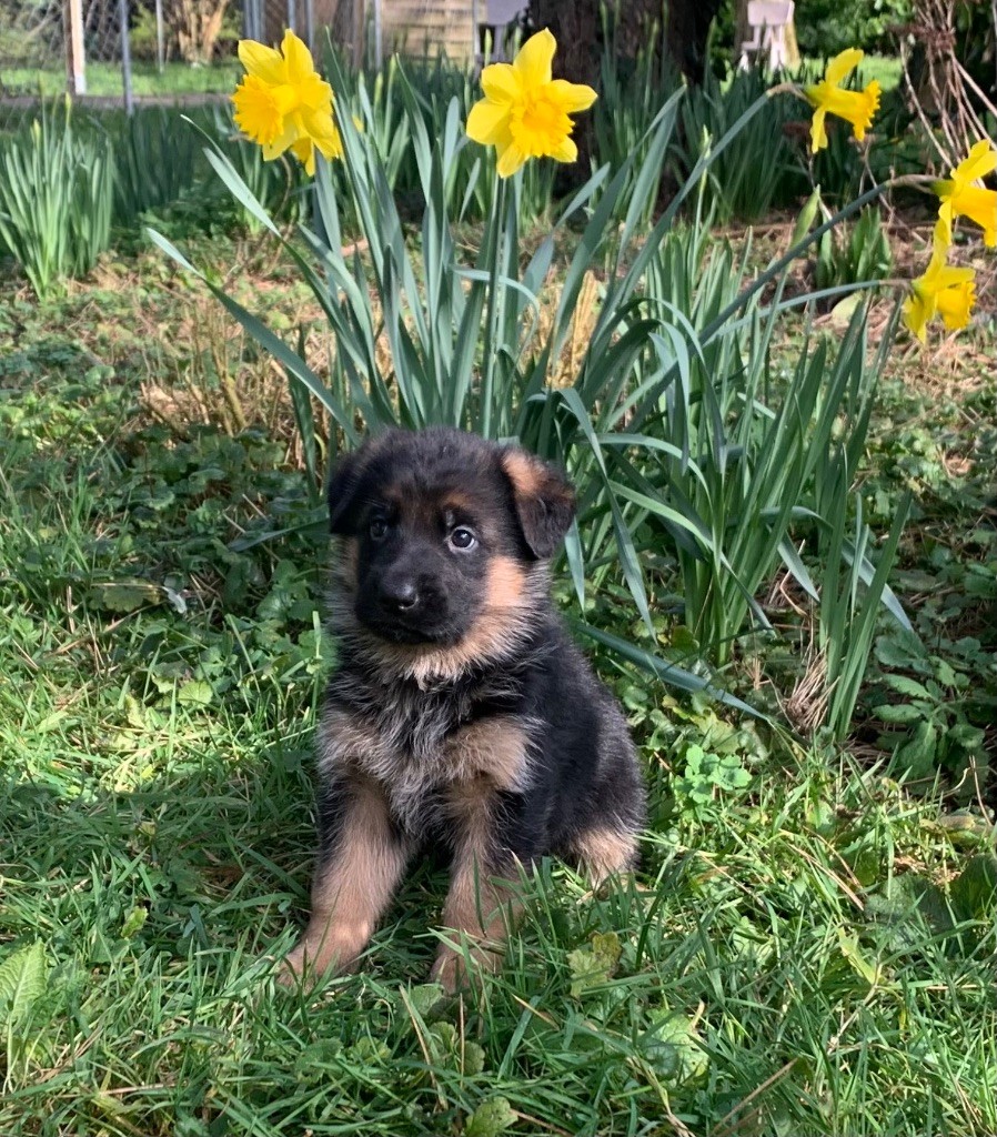 Des Vergers Des Hespérides - Chiots disponibles - Berger Allemand