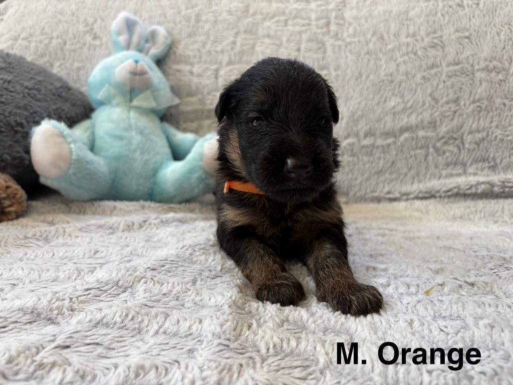 Des Vergers Des Hespérides - Chiots disponibles - Berger Allemand