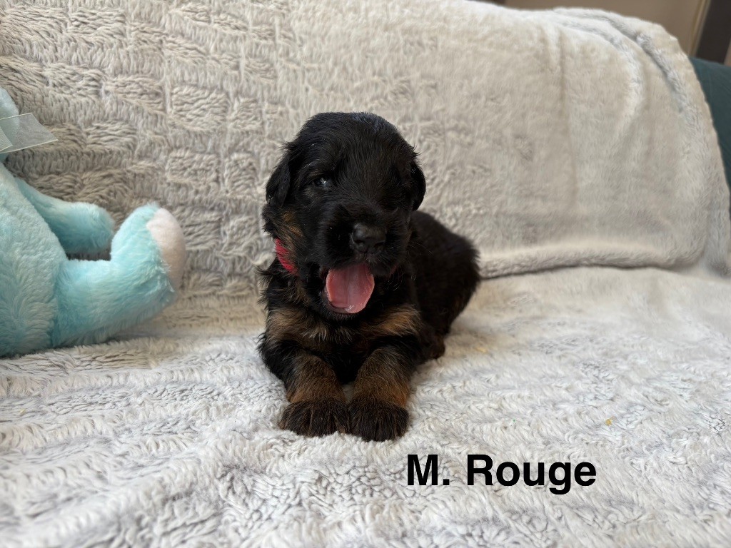 Des Vergers Des Hespérides - Chiots disponibles - Berger Allemand