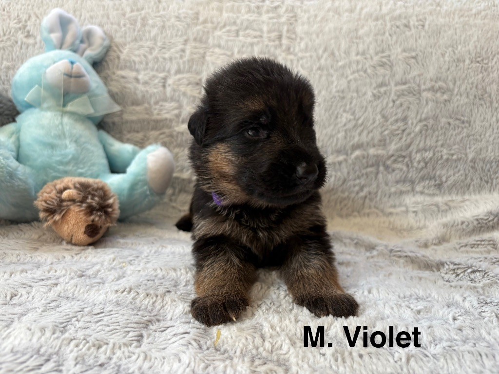 Des Vergers Des Hespérides - Chiots disponibles - Berger Allemand