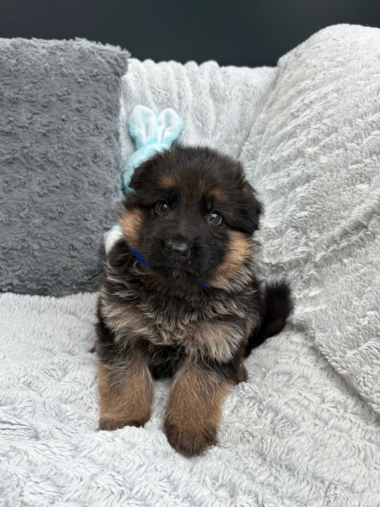 Des Vergers Des Hespérides - Chiots disponibles - Berger Allemand