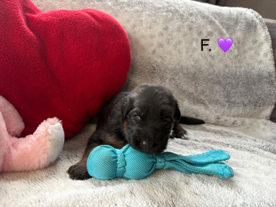 CHIOT 1 - F. Violette