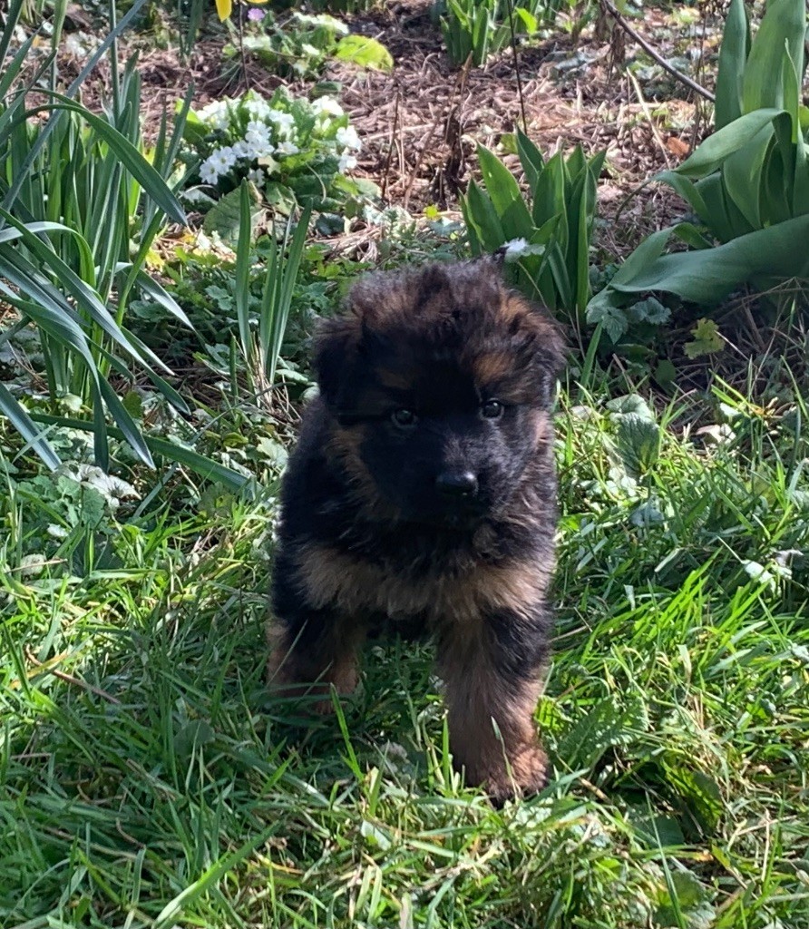 Des Vergers Des Hespérides - Chiots disponibles - Berger Allemand