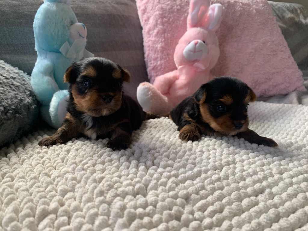Chiot Yorkshire Terrier Des Vergers Des Hespérides