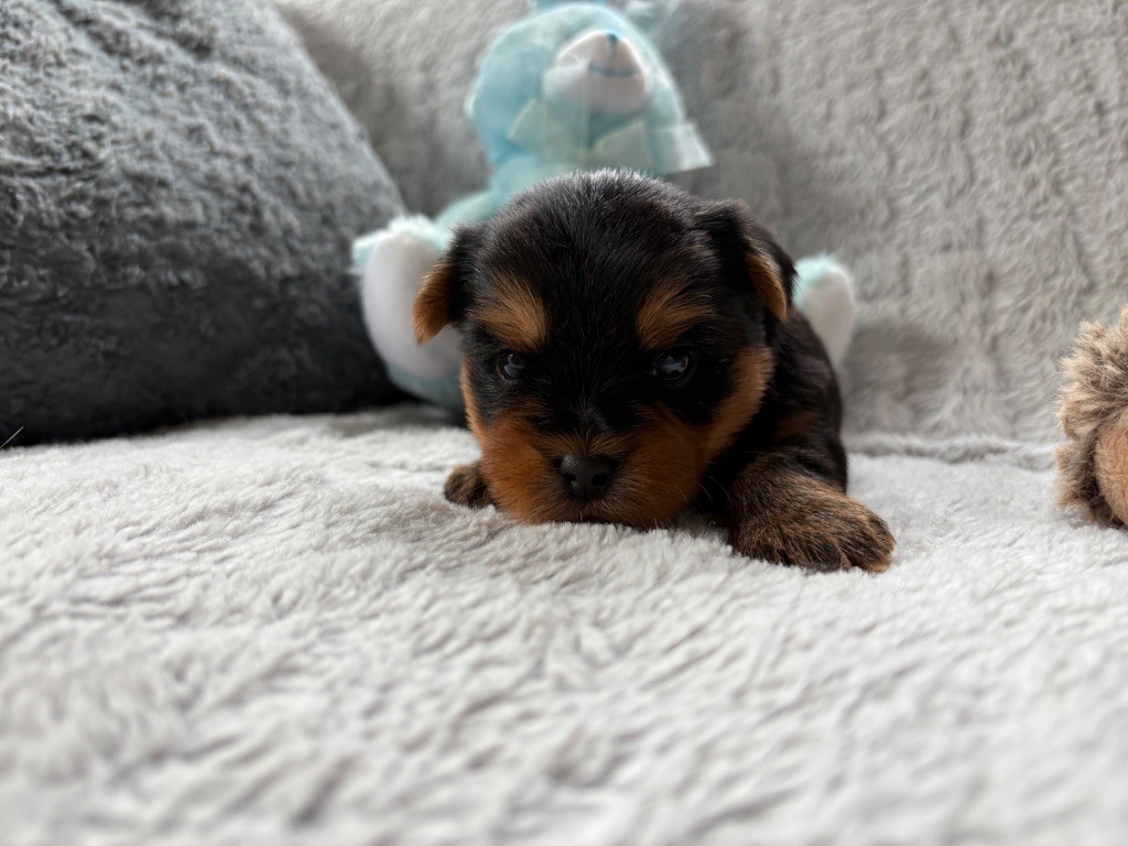 Des Vergers Des Hespérides - Chiots disponibles - Yorkshire Terrier