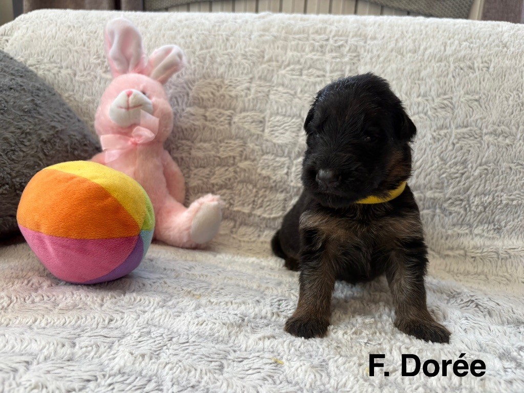 Des Vergers Des Hespérides - Chiots disponibles - Berger Allemand